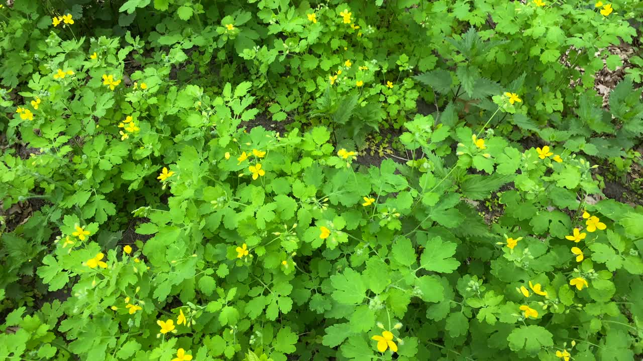 白屈菜，绿色植物，黄色花朵，慢镜头。视频素材