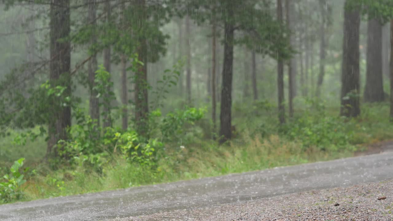 下雨天的路上有森林的背景视频素材