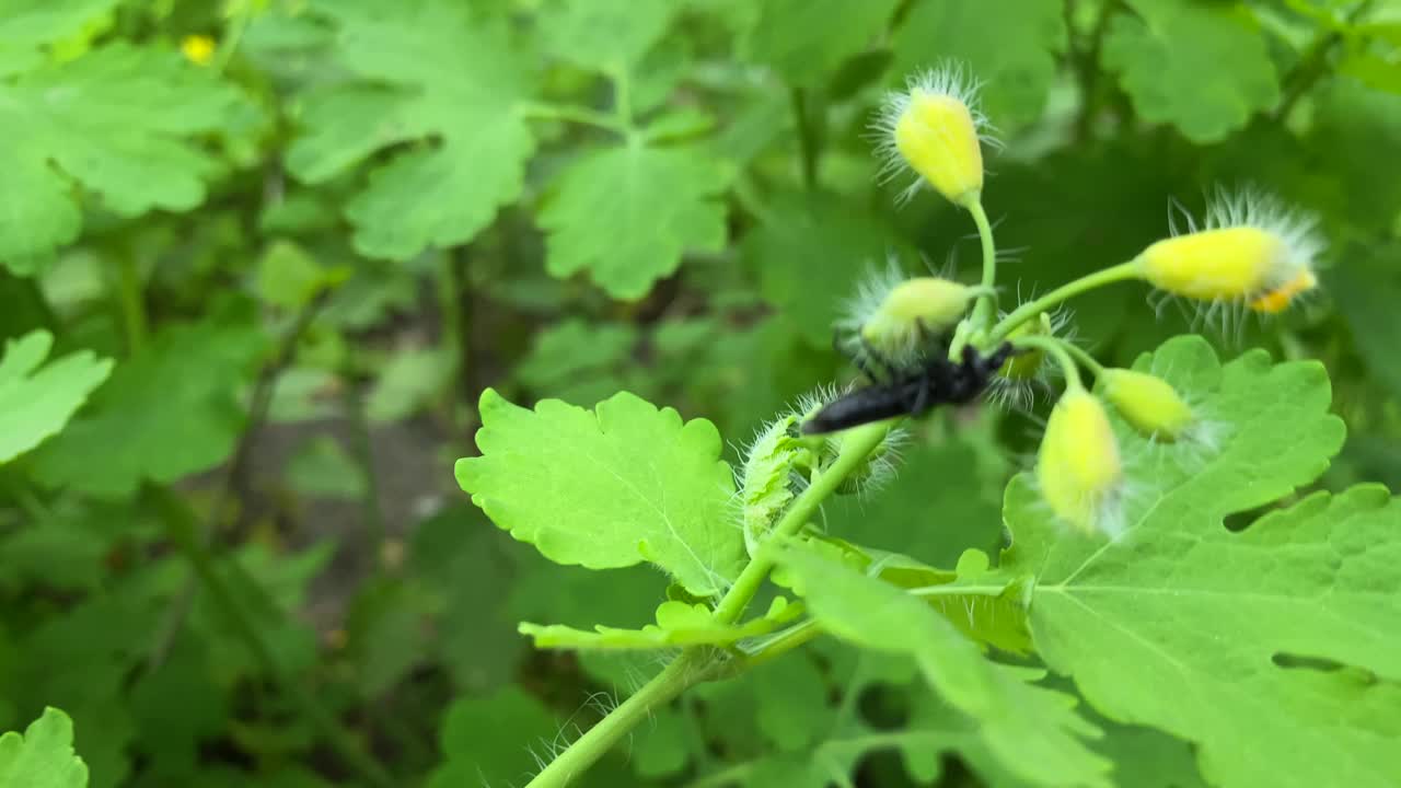 白屈菜茎一种白屈菜茎，上面坐着一只黑甲虫。视频素材