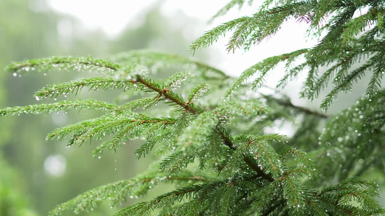 雨落在森林里的树叶上视频素材