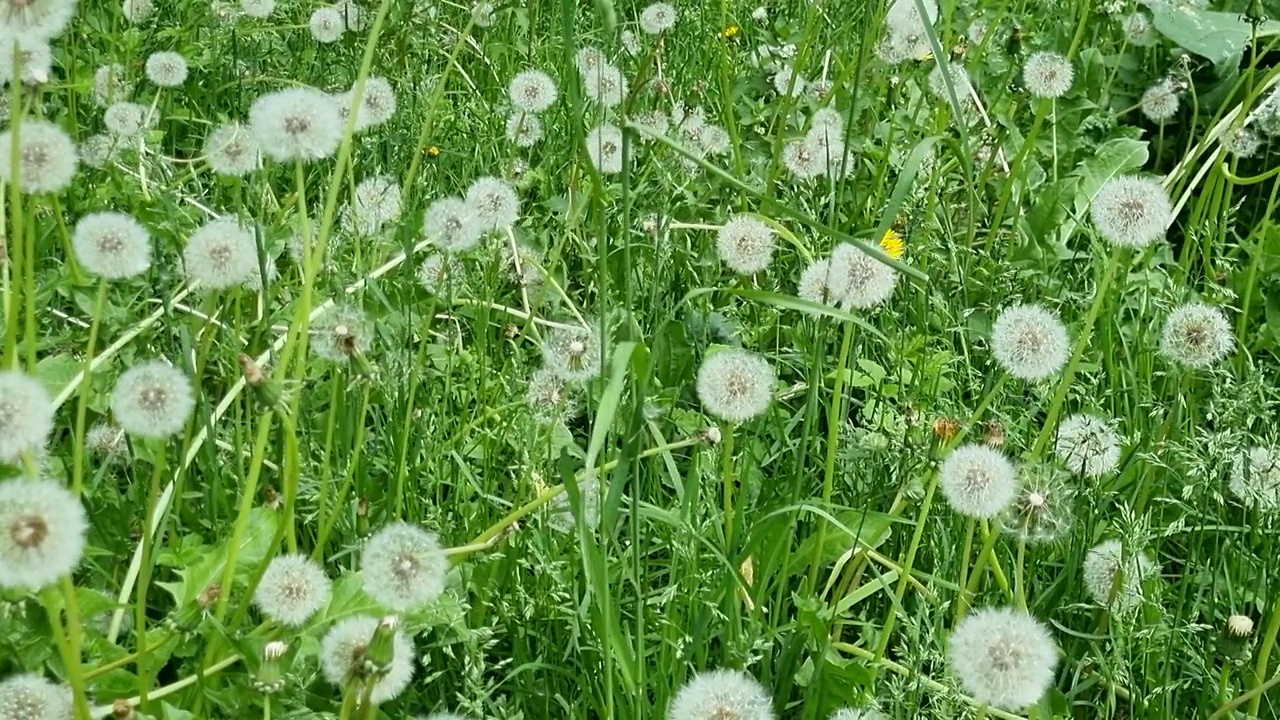 夏天长满蒲公英的草地。视频素材