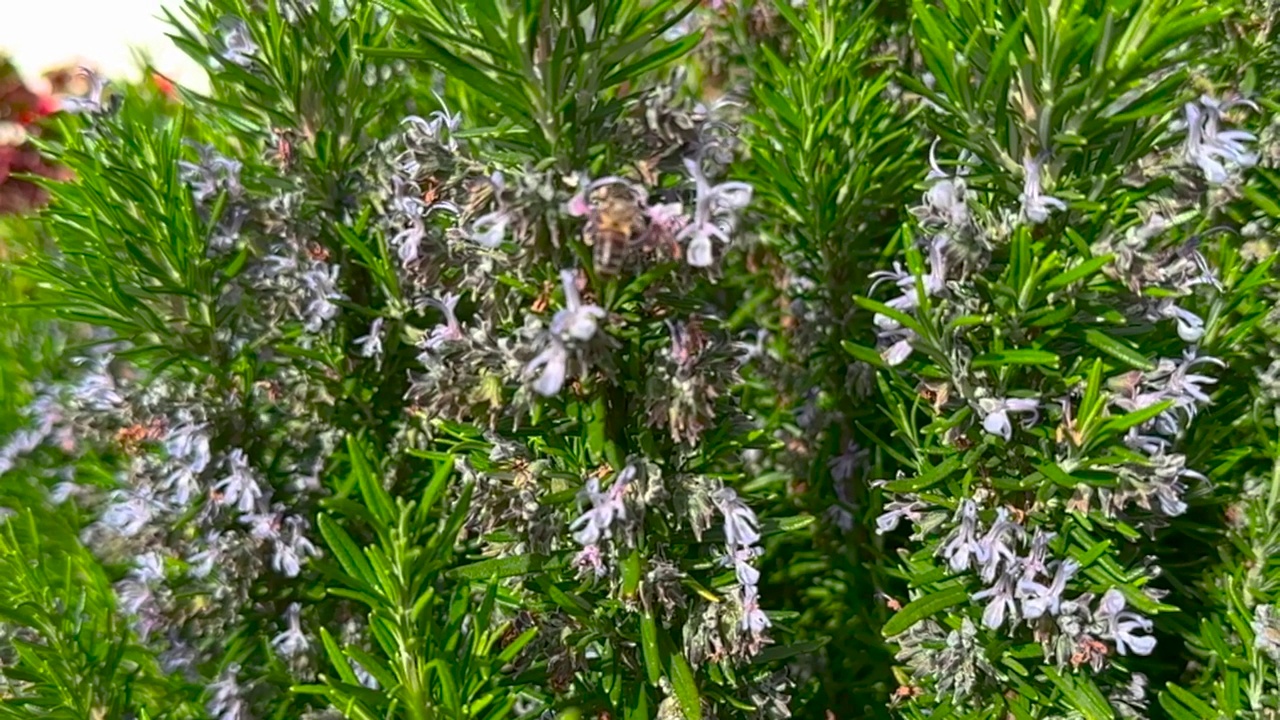 春天迷迭香花上的蜜蜂视频素材