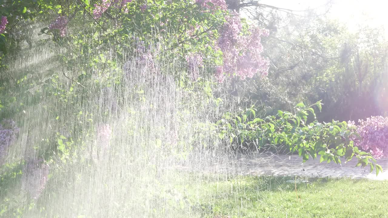 一个自动浇水系统给一丛盛开的绿色灌木浇水。视频下载