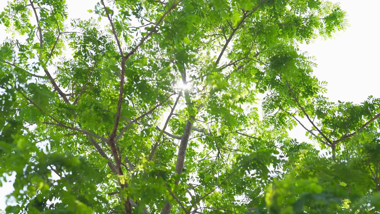 自然绿树在森林或公园与阳光闪耀背景在春天的生态，假日度假和旅游概念。新鲜的放松。视频素材