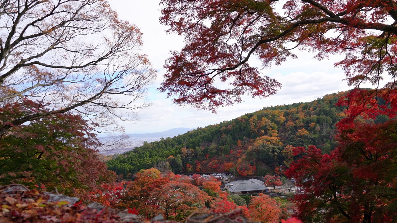 日本大阪，秋叶林山的景色视频素材