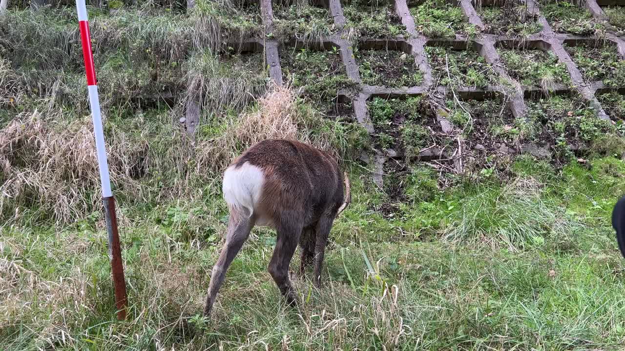 路边有野鹿视频下载