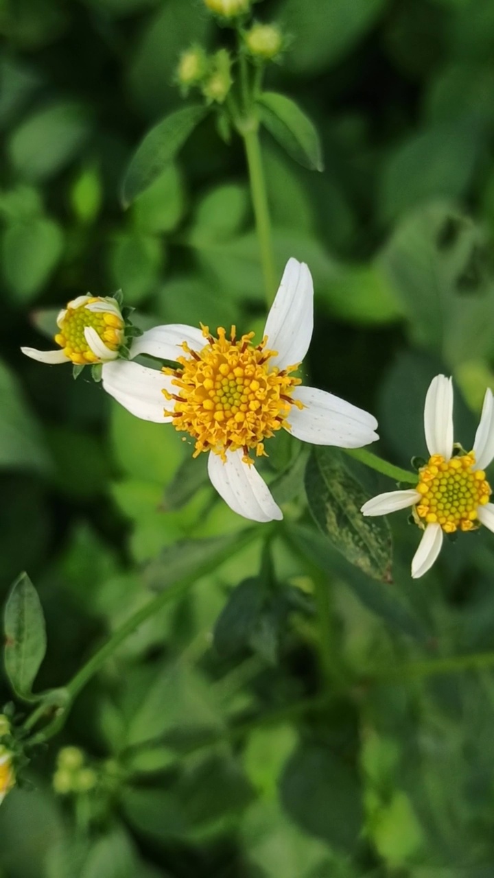 雏菊花视频素材