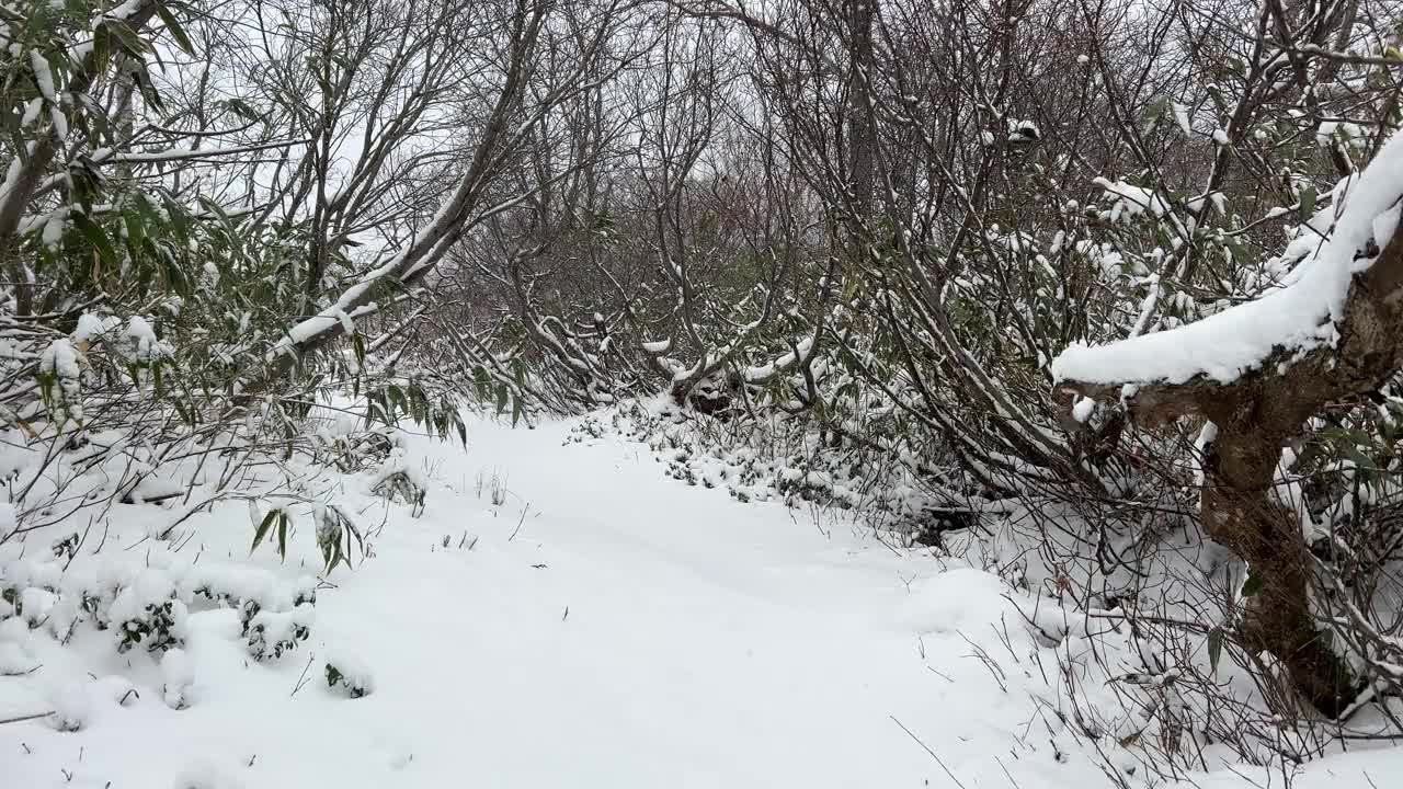 走在森林里被雪覆盖的小路上视频下载