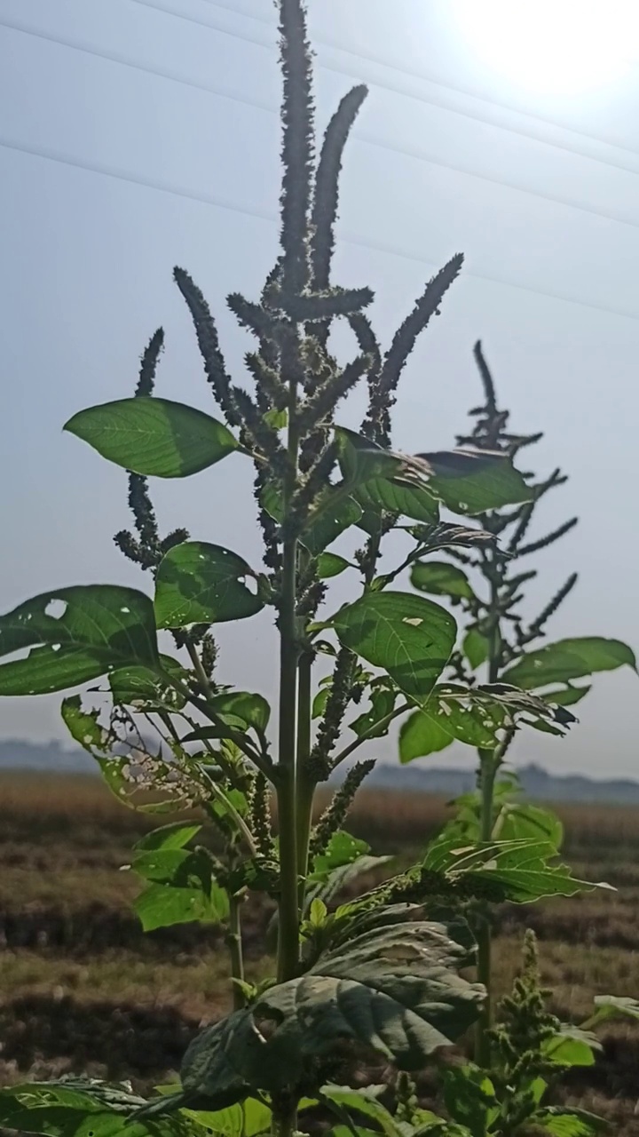 菠菜的花视频素材