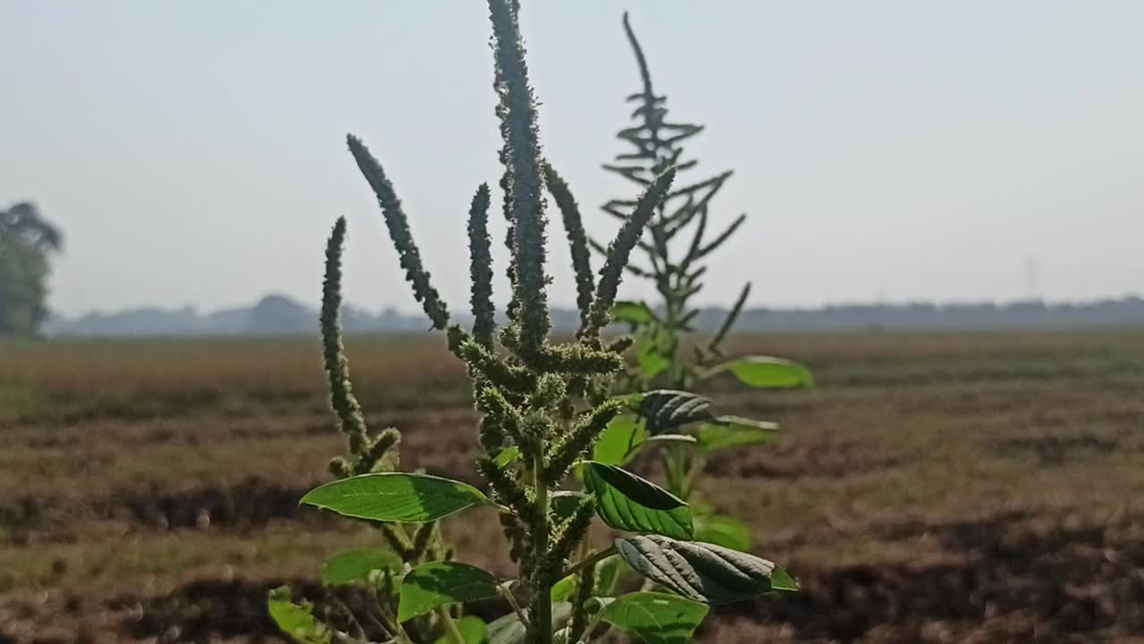 菠菜的花视频素材