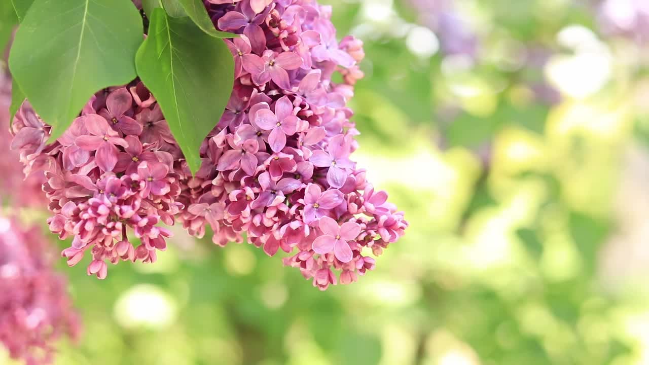 粉红色丁香花枝特写视频素材