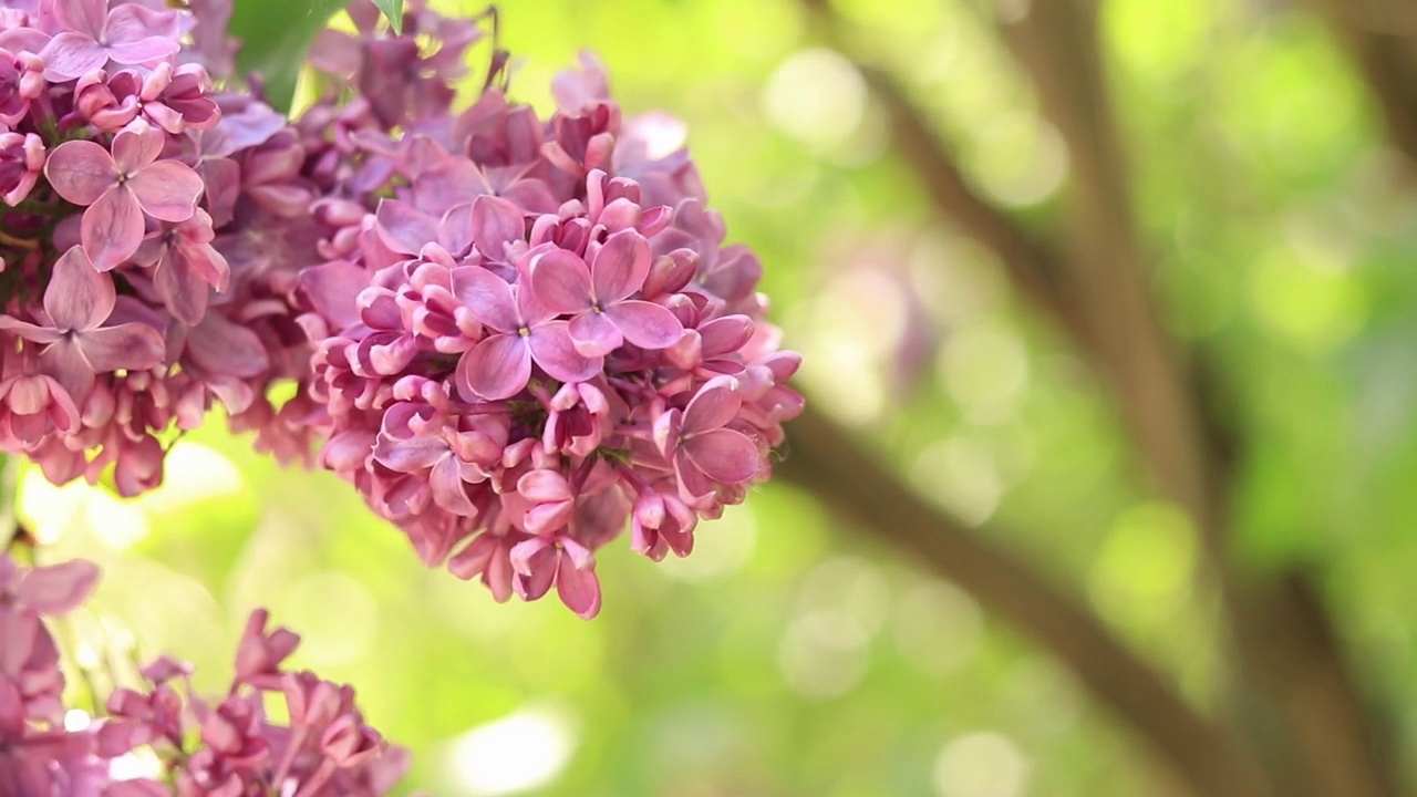 粉红色丁香花枝特写视频素材