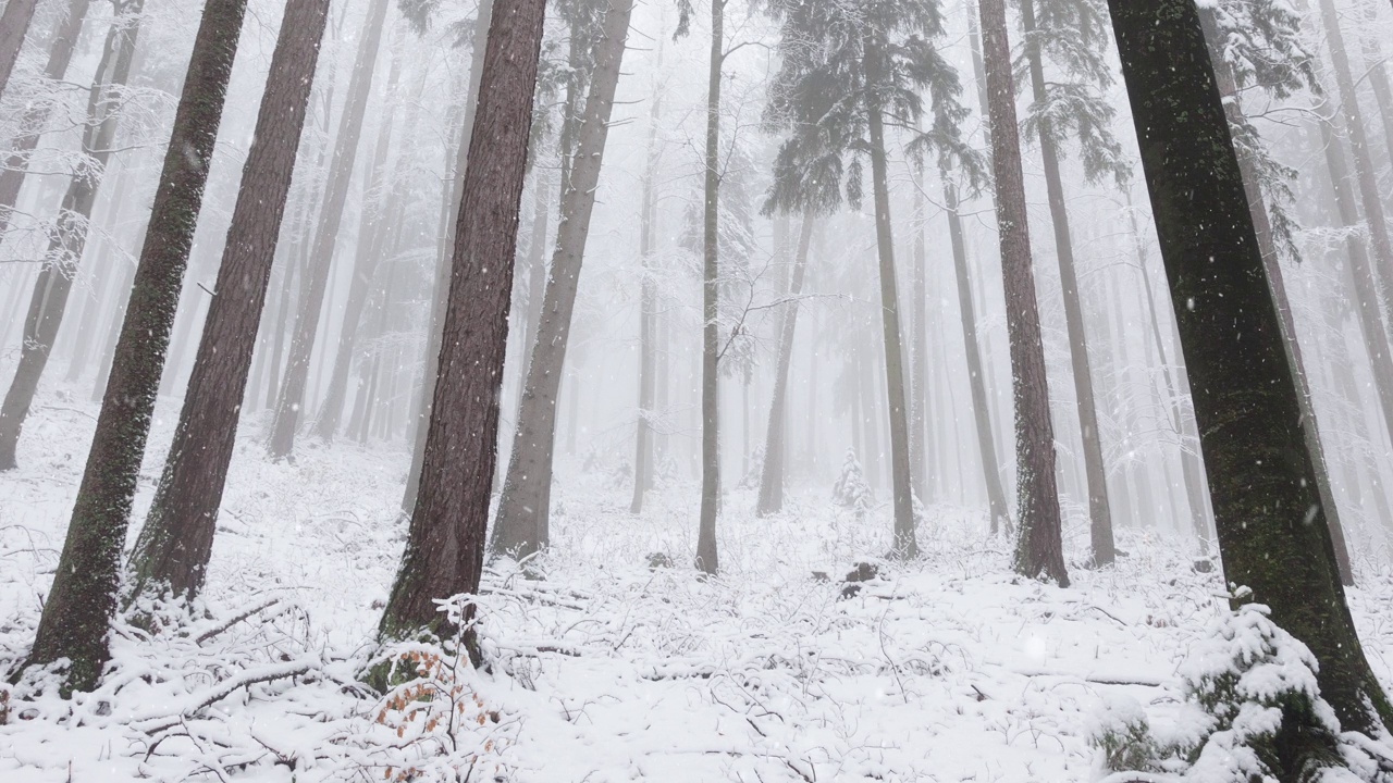 森林里可爱的冬日雪景。视频素材