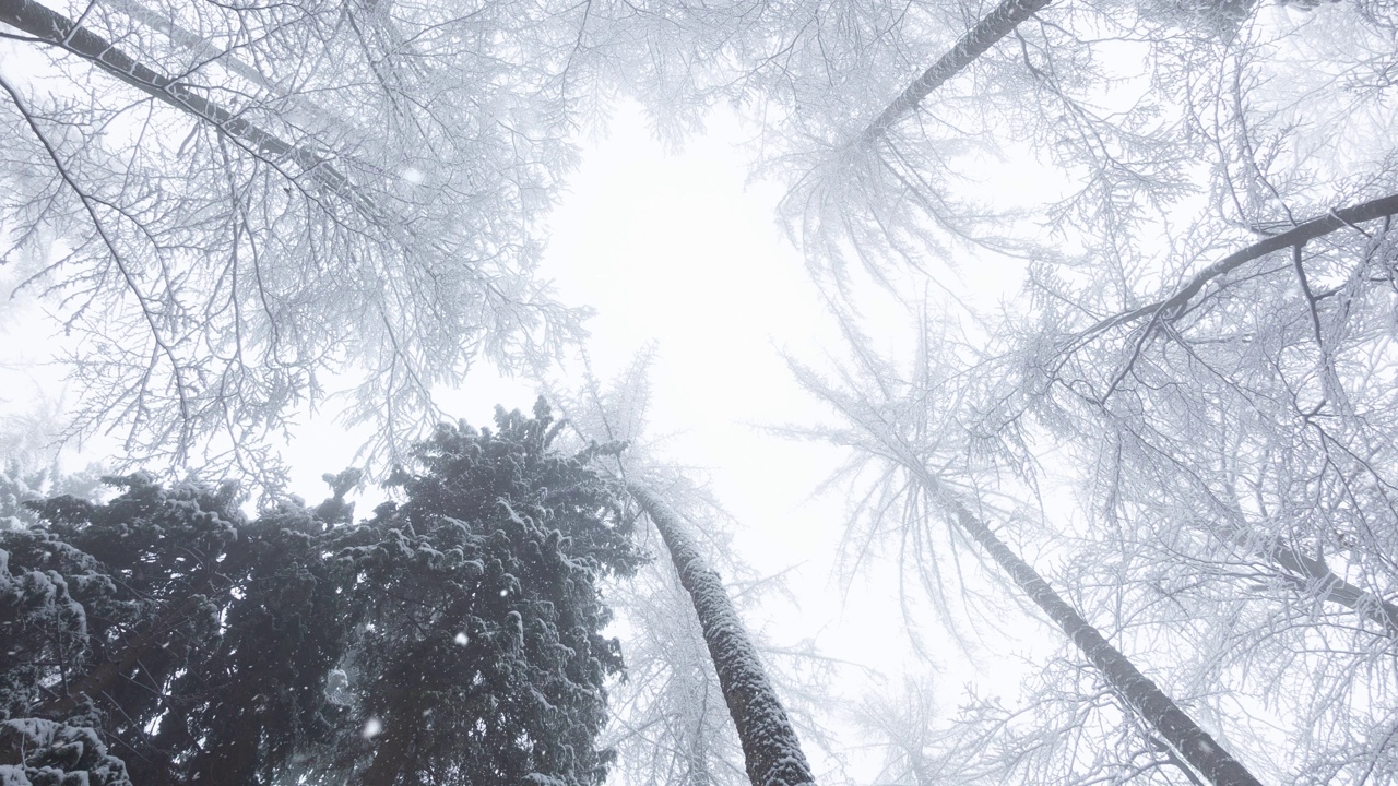 俯视图魔法寒冷的雪林在降雪期间。视频素材