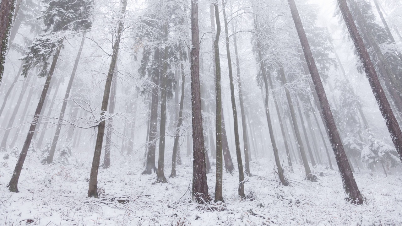 美丽的雾蒙蒙的森林景观与神奇的降雪。视频素材