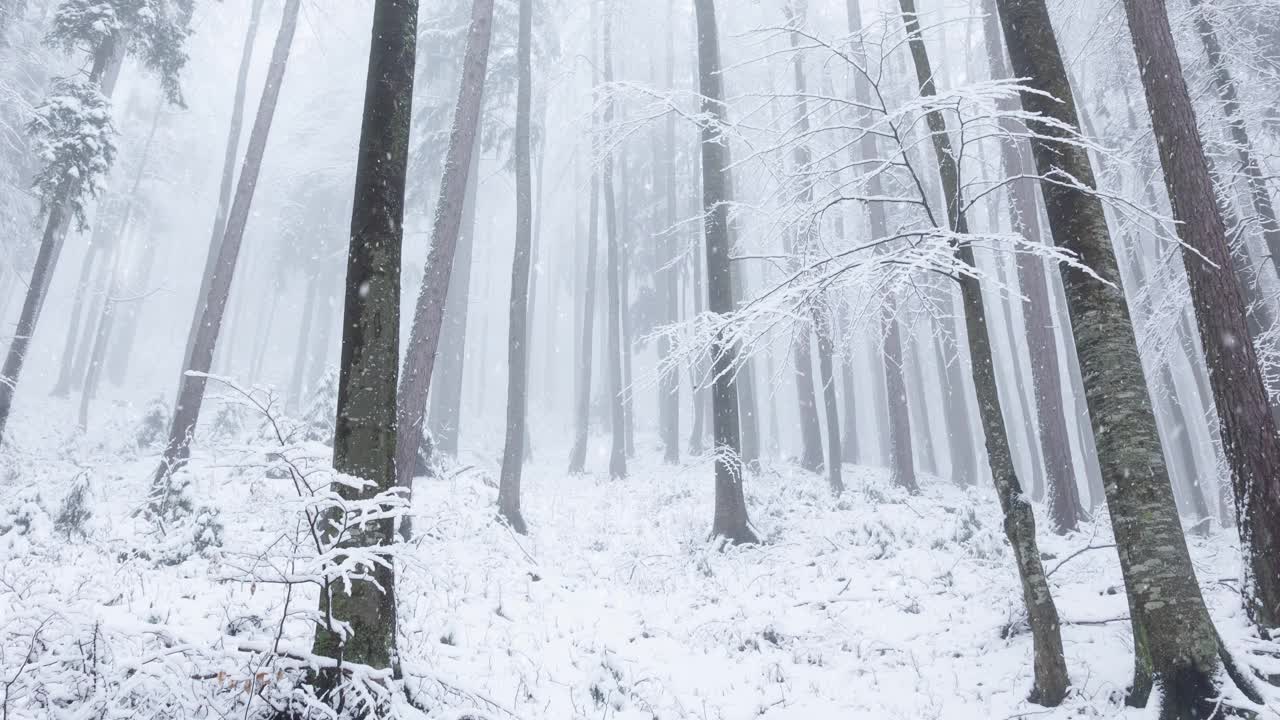 美丽的雪在梦幻朦胧的早晨高山林地。视频素材