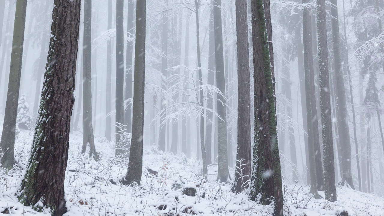 美丽的宁静和放松的高山森林降雪。视频素材