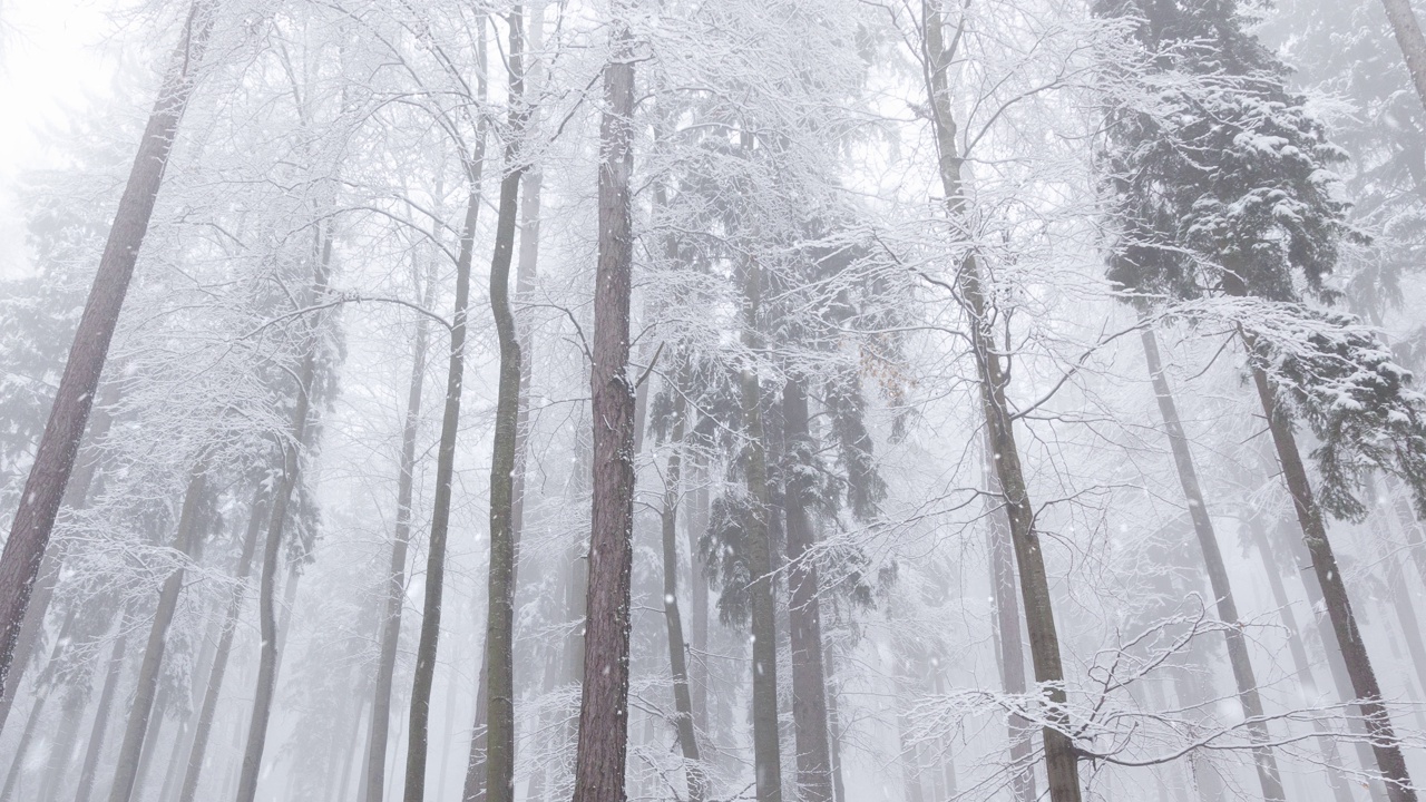 美丽的冬季童话森林和令人放松的降雪。视频素材