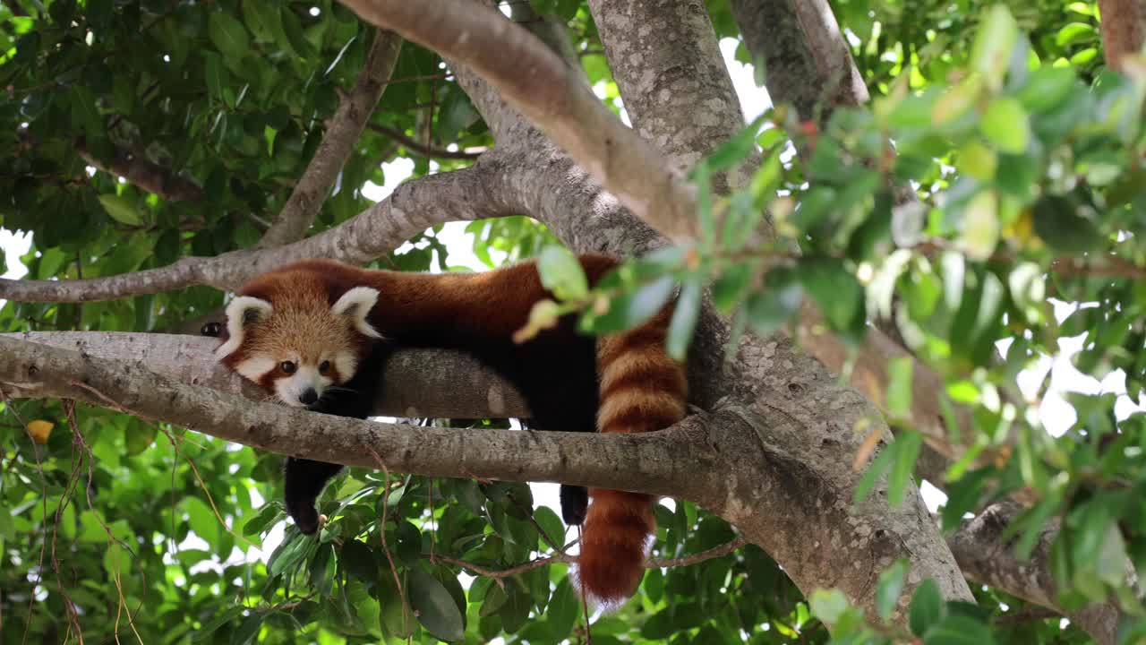 小熊猫在树枝上休息视频素材