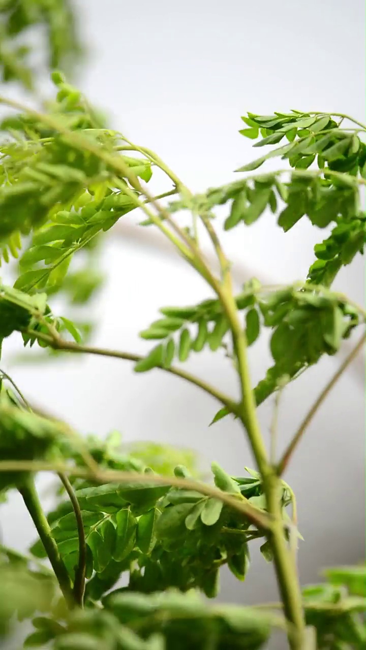 垂直拍摄的风绿辣木(moringa oleifera)植物叶片视频素材