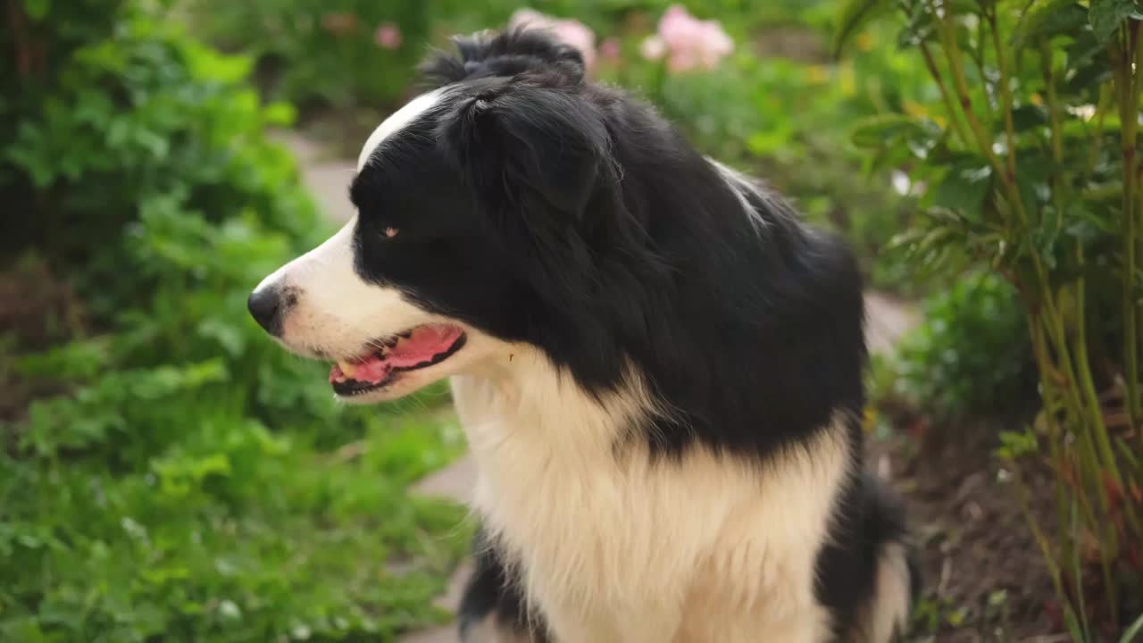 户外肖像可爱的微笑小狗边境牧羊犬坐在公园的背景。在阳光明媚的夏日里，小狗的脸很有趣。宠物护理和有趣的动物生活理念。视频素材