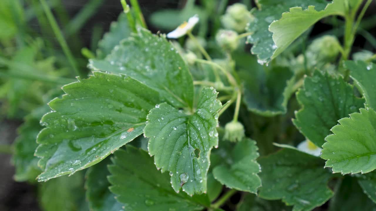 给草莓浇水(特写)视频素材