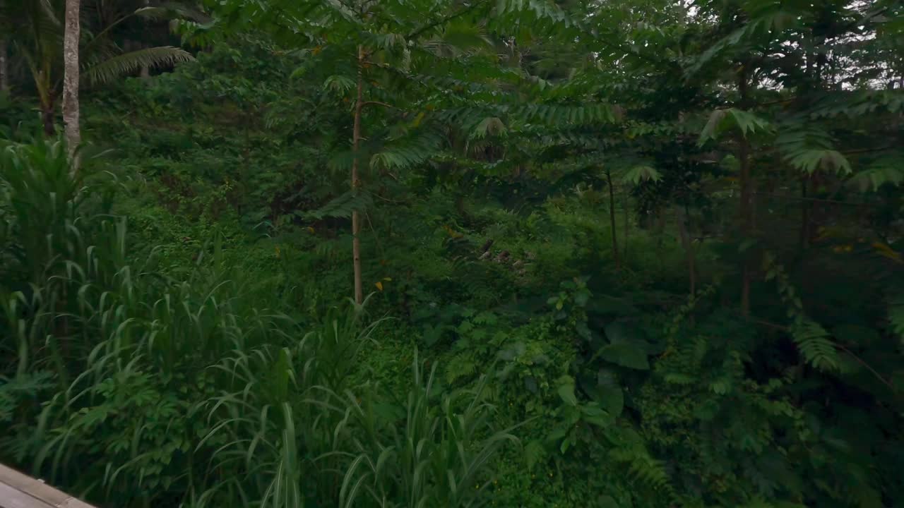 古老的木制竹篱在丛林雨林自然亚洲景观棕榈树视频素材