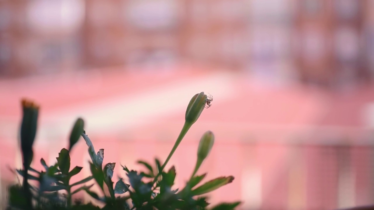 栖息在植物芽上的蜘蛛视频下载