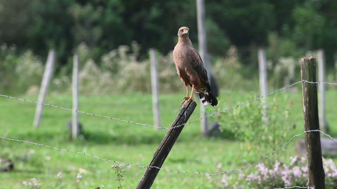 草原鹰(Heterospizias meridionalis)在野外觅食。视频素材