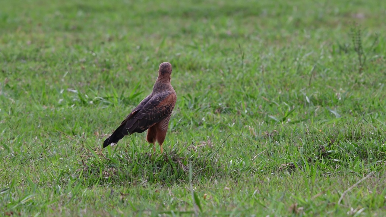 草原鹰(Heterospizias meridionalis)在野外觅食。视频素材