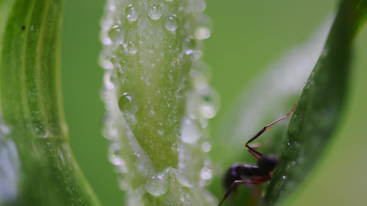 微距特写，蚂蚁从充满小雨滴的兰花中吸取汁液。视频素材