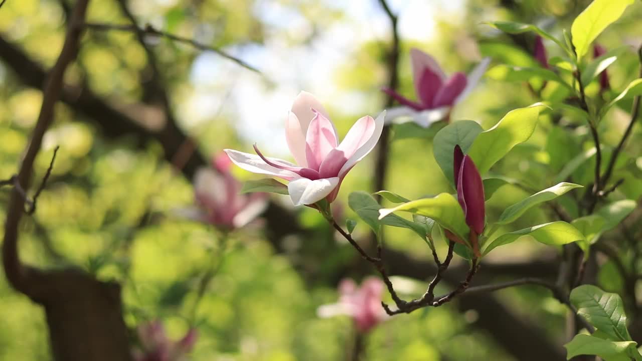 盛开的木兰。粉玉兰花视频素材