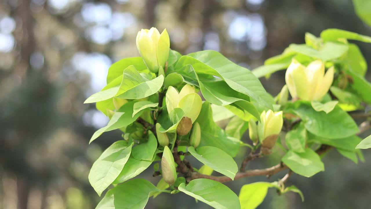 亮黄色的玉兰花视频素材