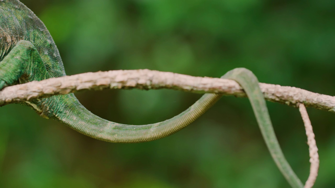 一只牧师的变色龙(Calumma parsonii)在绿色背景中粘在树枝上的肖像。热带雨林视频素材