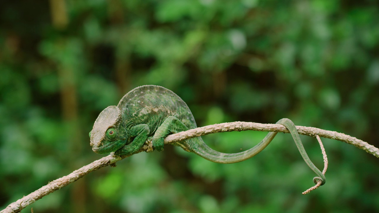 一只牧师的变色龙(Calumma parsonii)在绿色背景中粘在树枝上的肖像。热带雨林视频素材