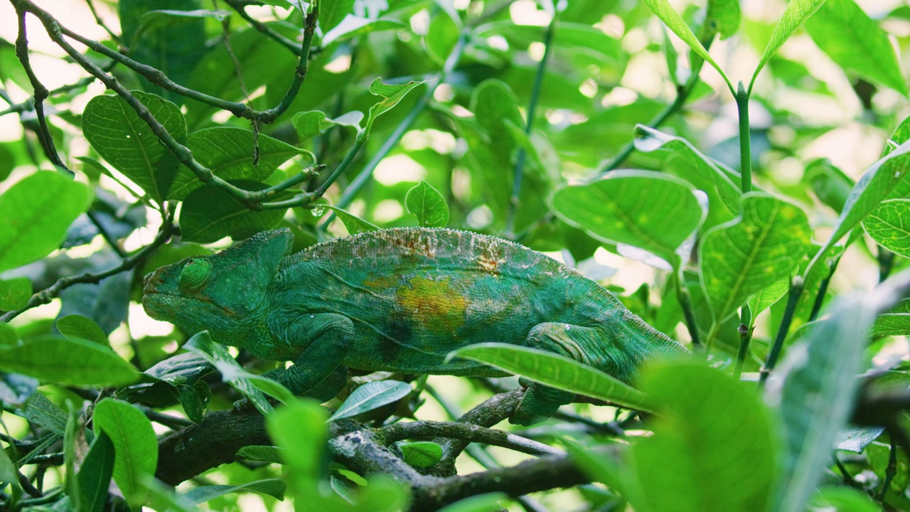 牧师的变色龙(Calumma parsonii)的镜头。马达加斯加的热带雨林视频素材