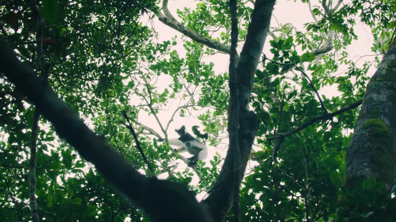 Indri是一只黑白狐猴，栖息在马达加斯加雨林的一棵高大的树上视频素材