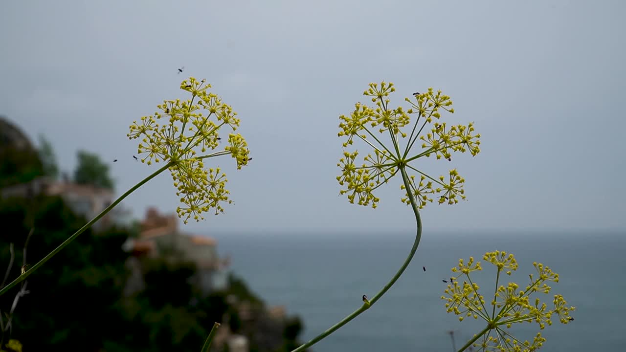 一些昆虫在花中飞翔视频素材