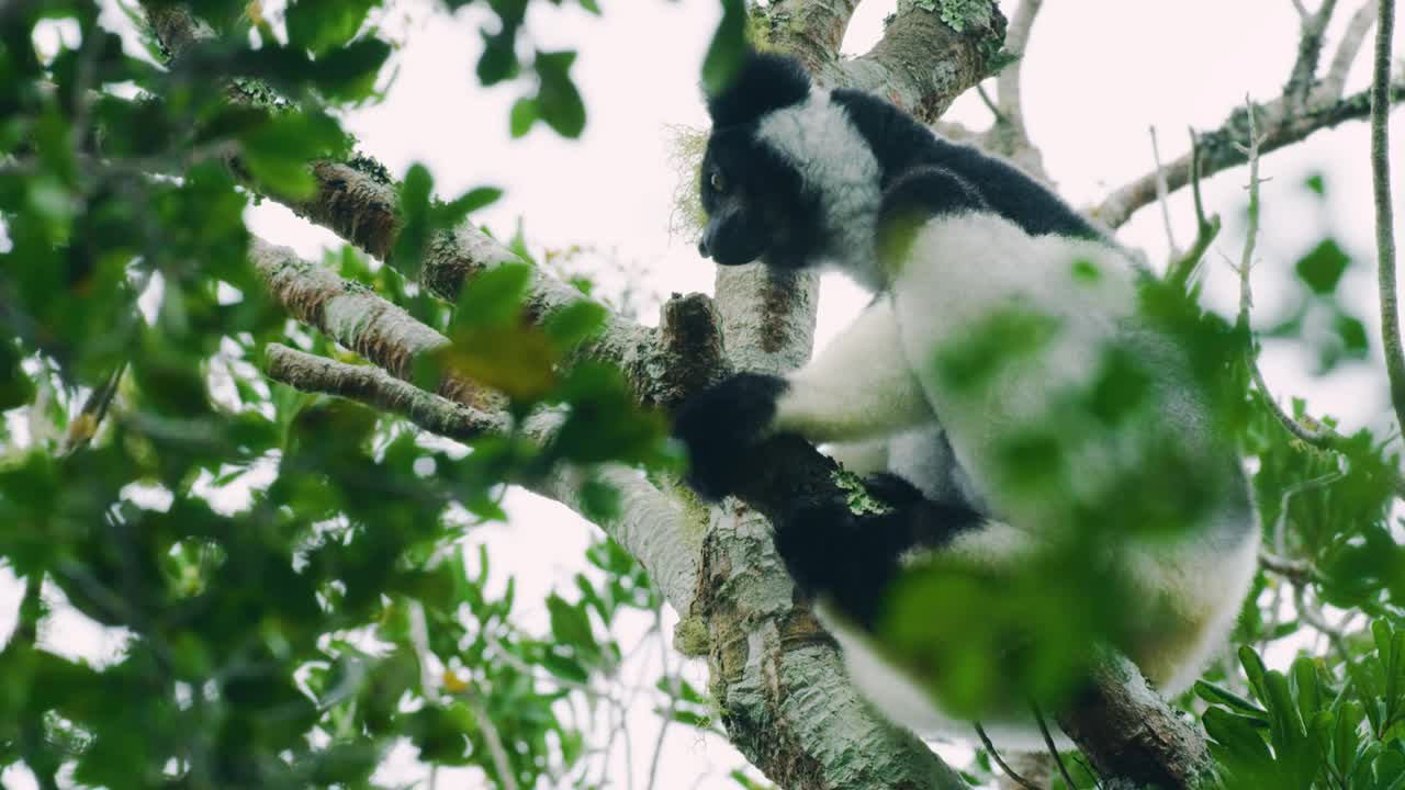 这是一段美丽的画面，一只黑狐猴和一只白狐猴坐在树上。马达加斯加的热带雨林视频素材