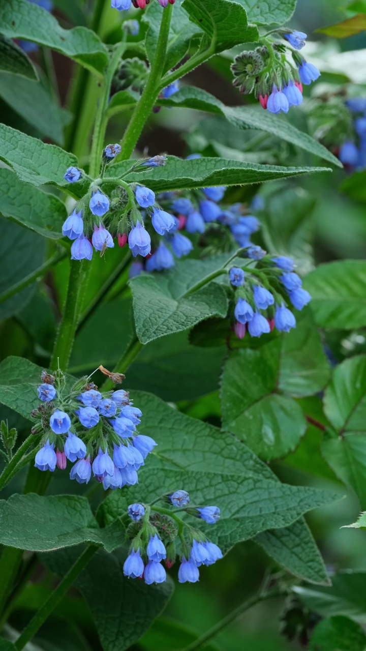 合欢花(Symphytum officinale flower)是菖蒲科开花植物属。常见的紫草科植物)视频素材