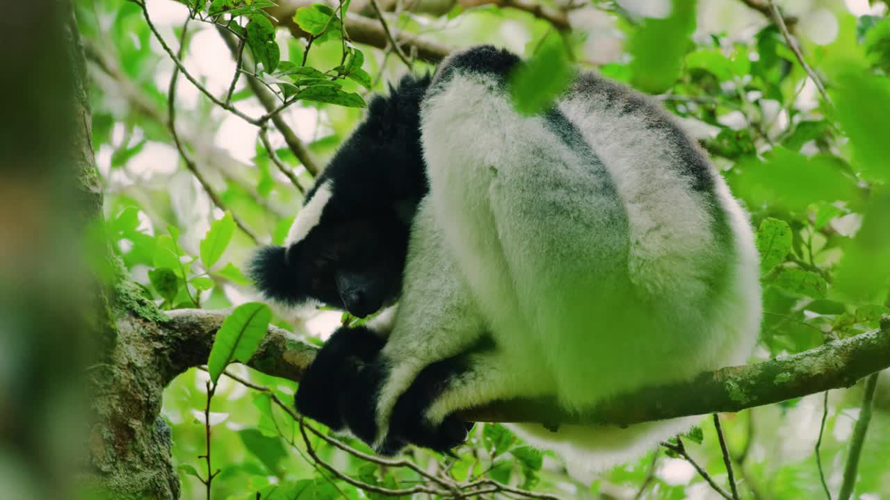 一只害怕的大狐猴，黑白狐猴坐在树上直视镜头。热带雨林视频素材