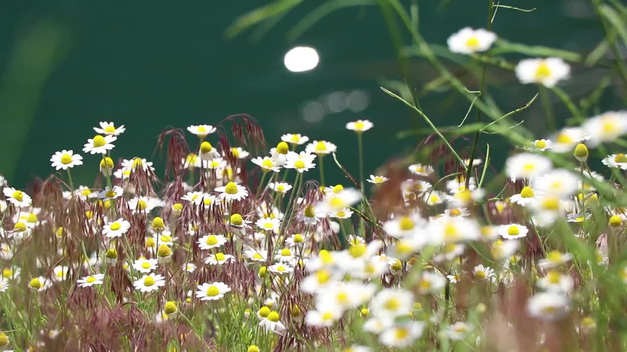 田野里的雏菊，在春天的田野里，野花，花香视频素材