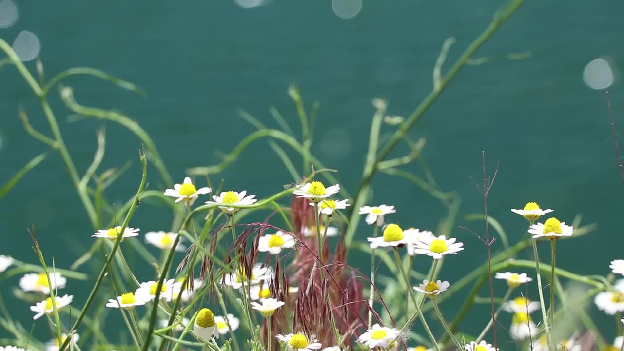 田野里的雏菊，在春天的田野里，野花，花香视频素材