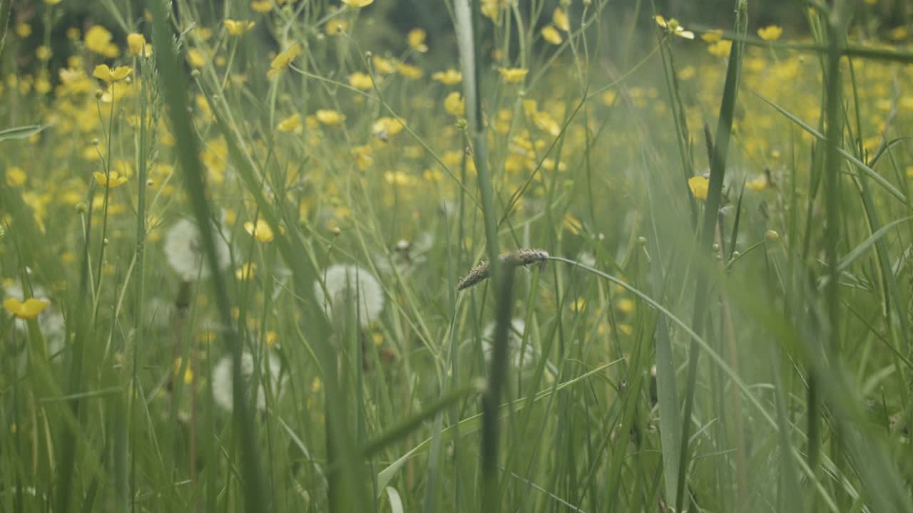 草甸草视频素材