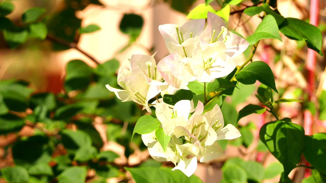 九重葛花在花园里视频素材