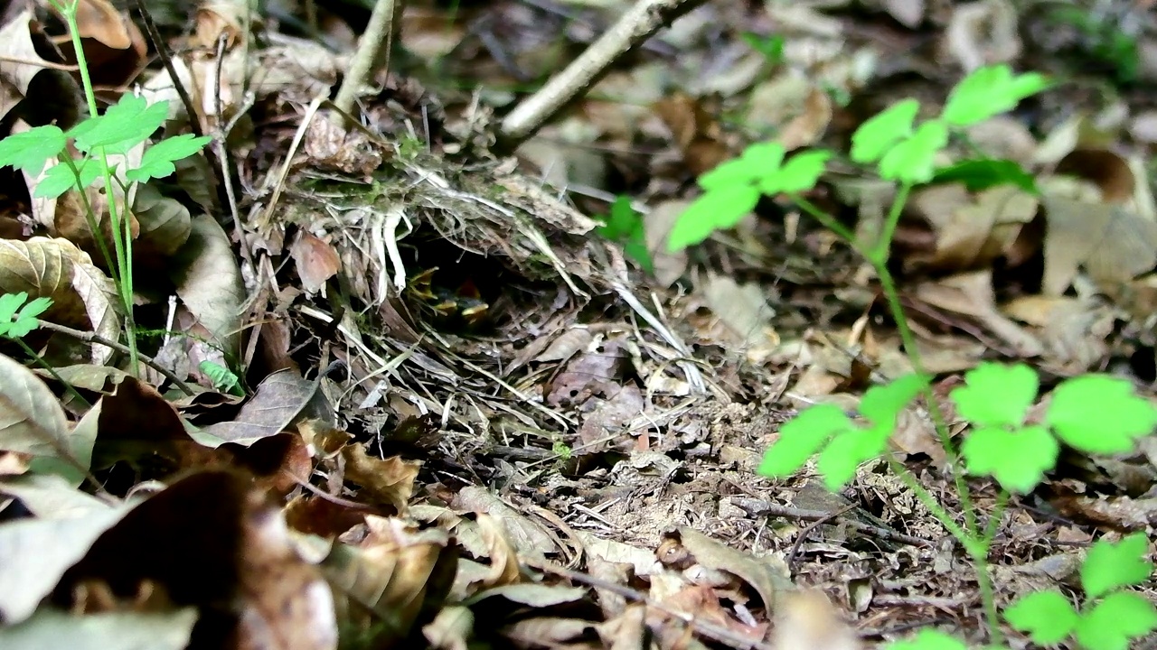 正在孵蛋的冠柳莺(Phylloscopus occipitalis) /韩国大田中区视频素材