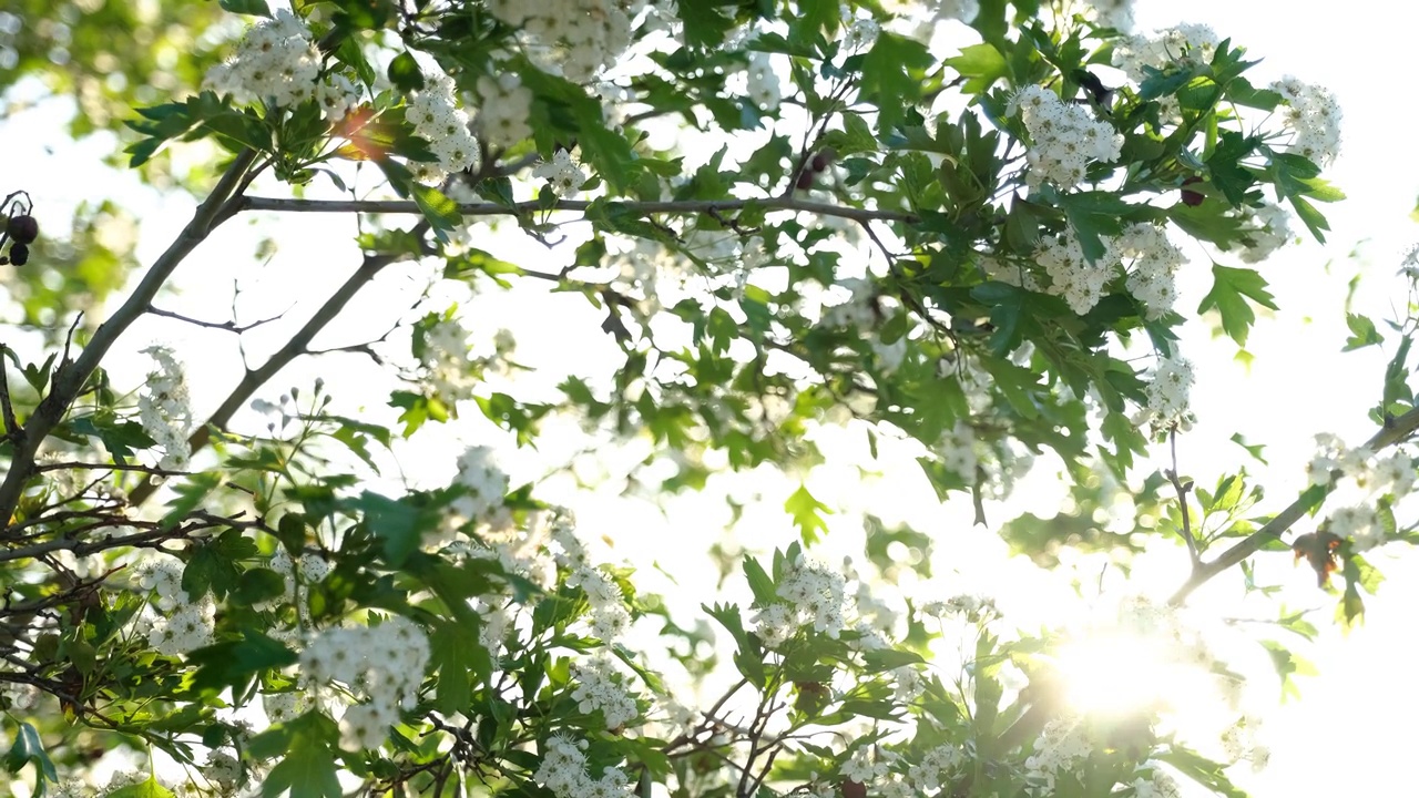 春暖花开的树木和灿烂的阳光视频素材