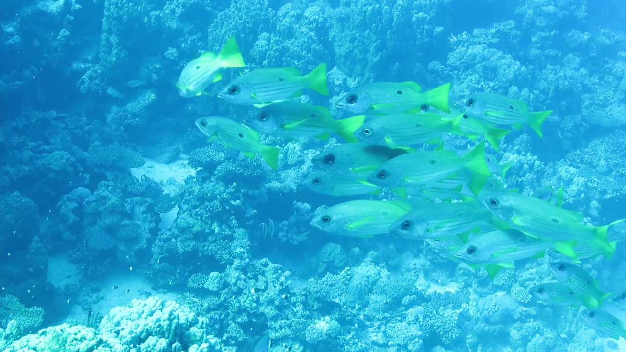 埃及红海海底的一群小鱼视频素材