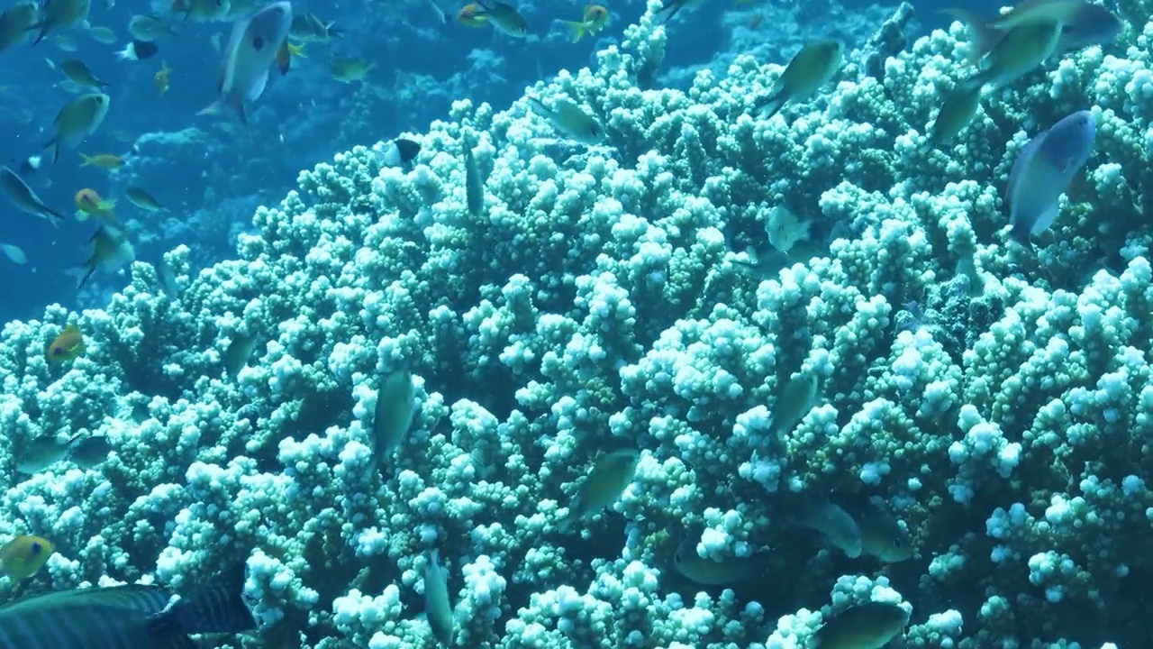 在埃及红海的海底，五颜六色的珊瑚和奇异的小鱼视频素材