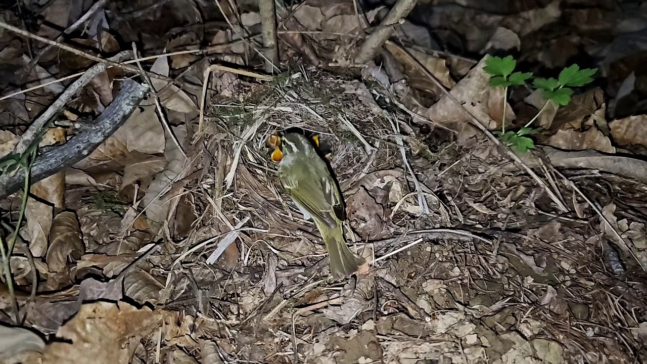 正在孵蛋的冠柳莺(Phylloscopus occipitalis) /韩国大田中区视频素材